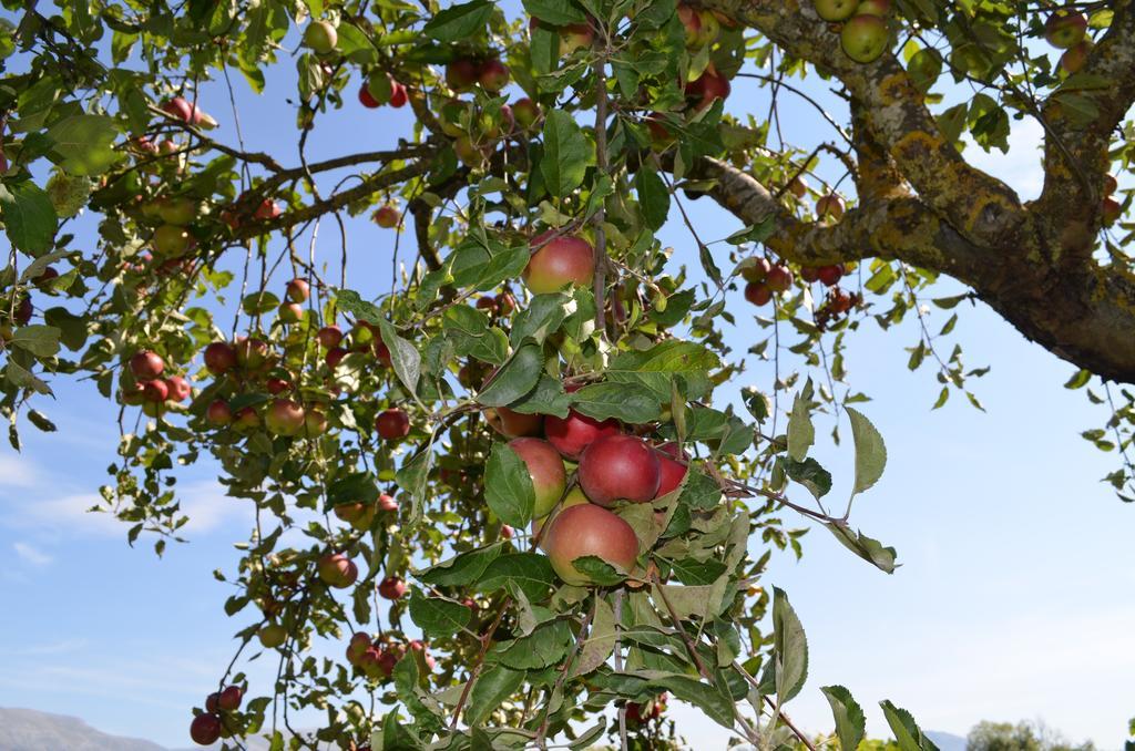 Scurcola Marsicana Agriturismo Villa Palentina المظهر الخارجي الصورة